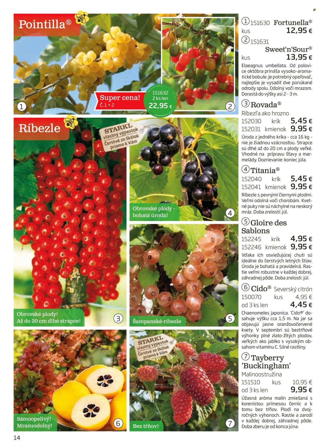 STARKL leták - auguste 2025 (2025-08-03) | 14