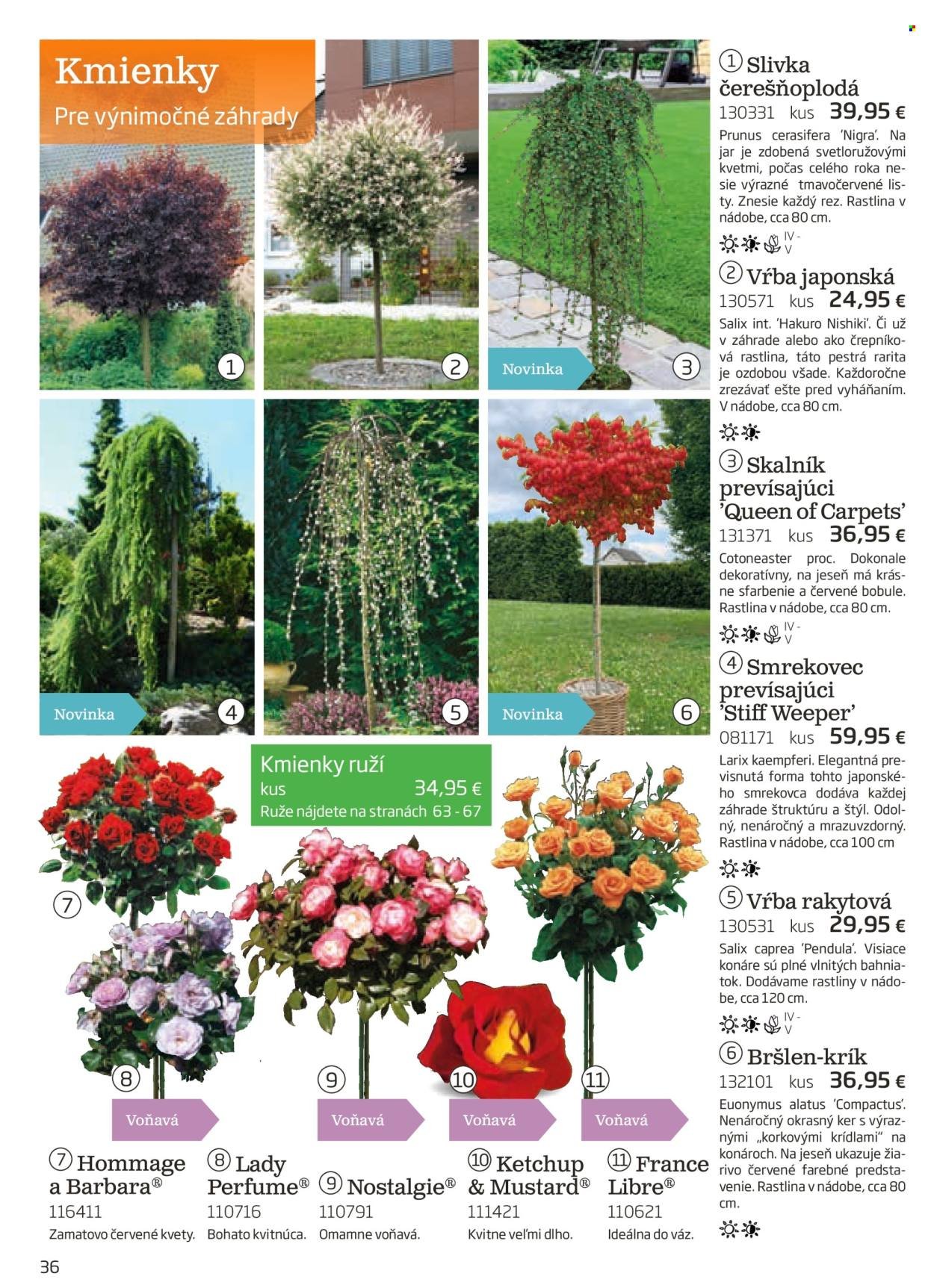 STARKL leták - auguste 2025 (2025-08-03) | 36