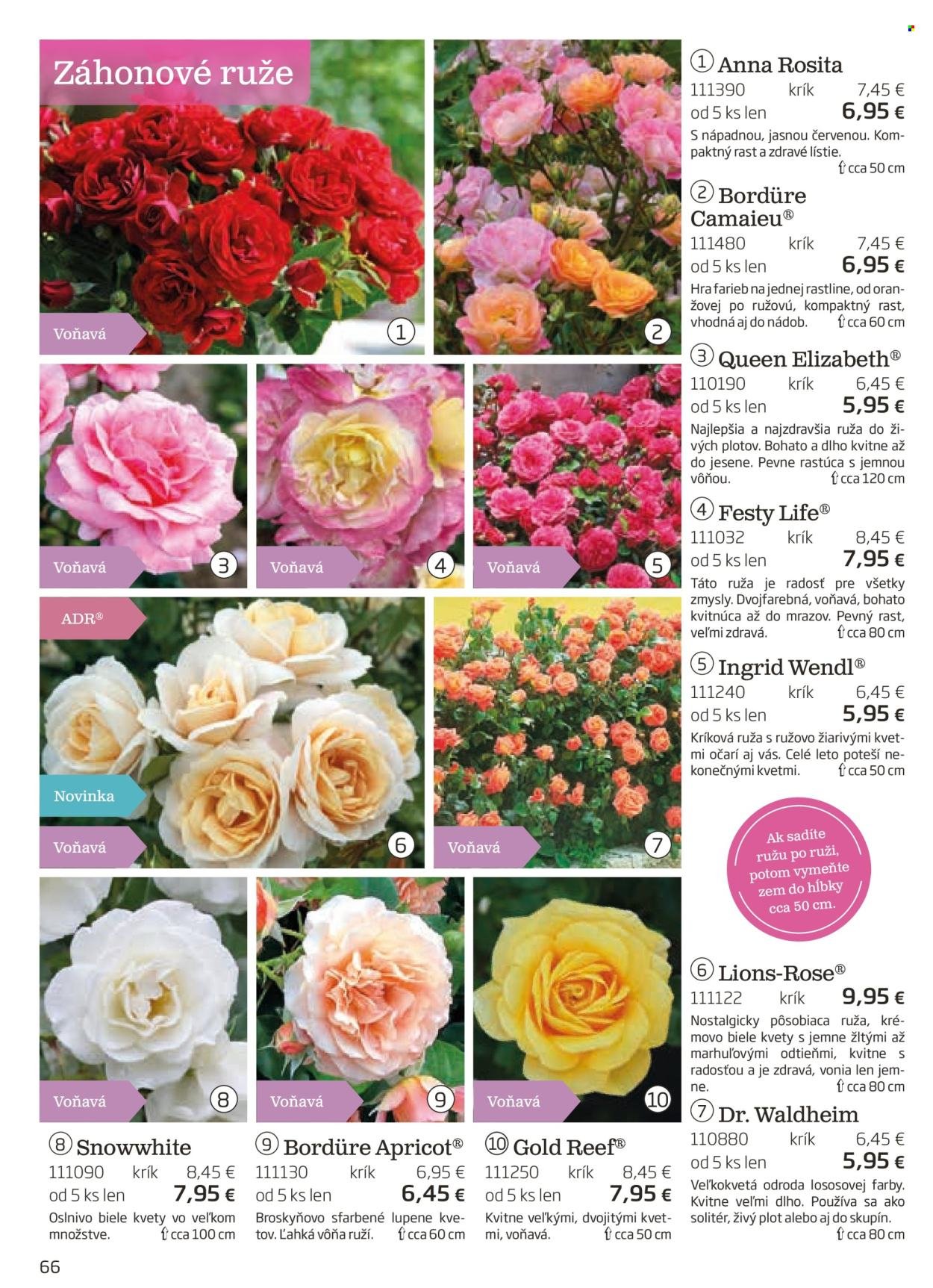 STARKL leták - auguste 2025 (2025-08-03) | 67