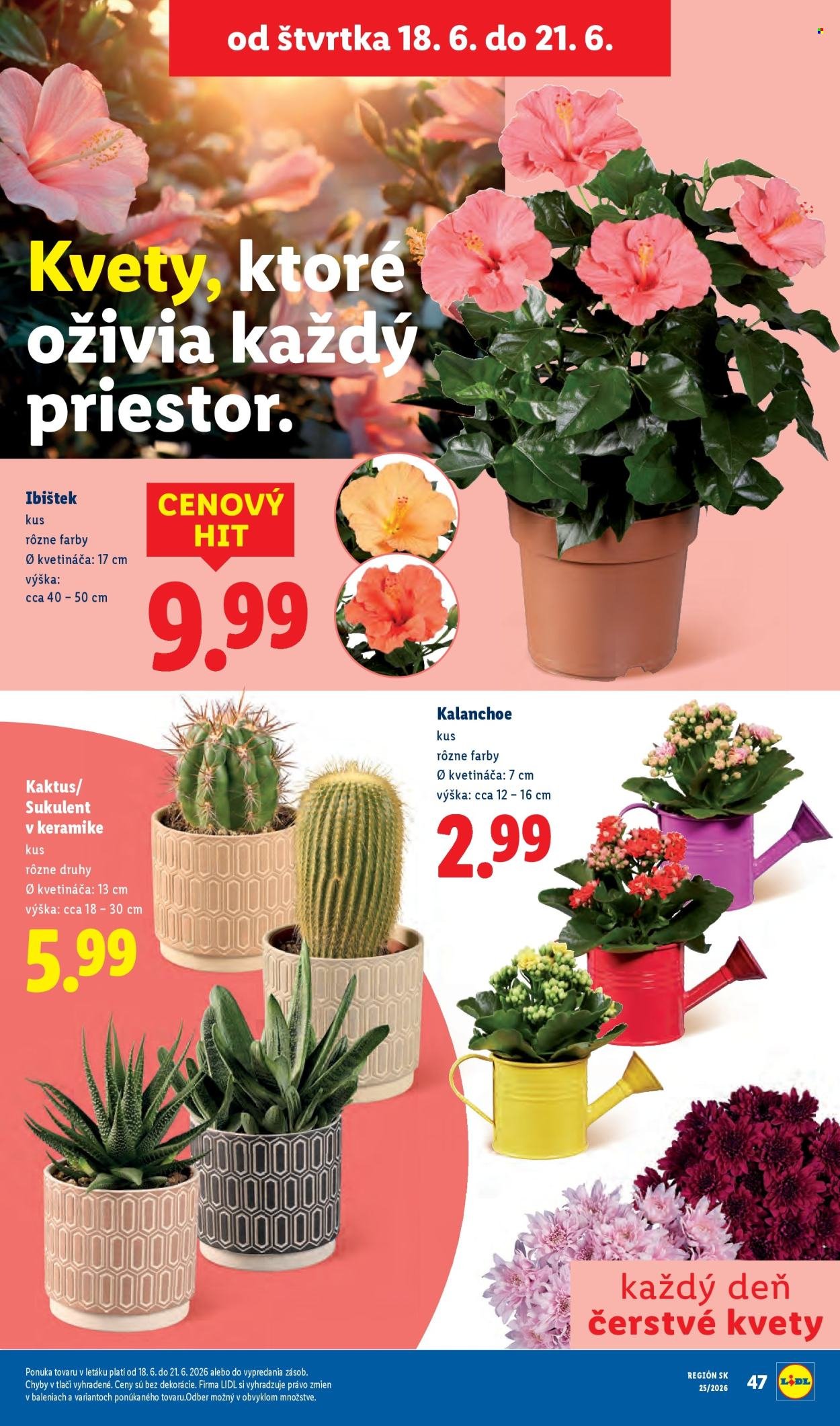 LIDL leták - Od pondelka 15.6.2026