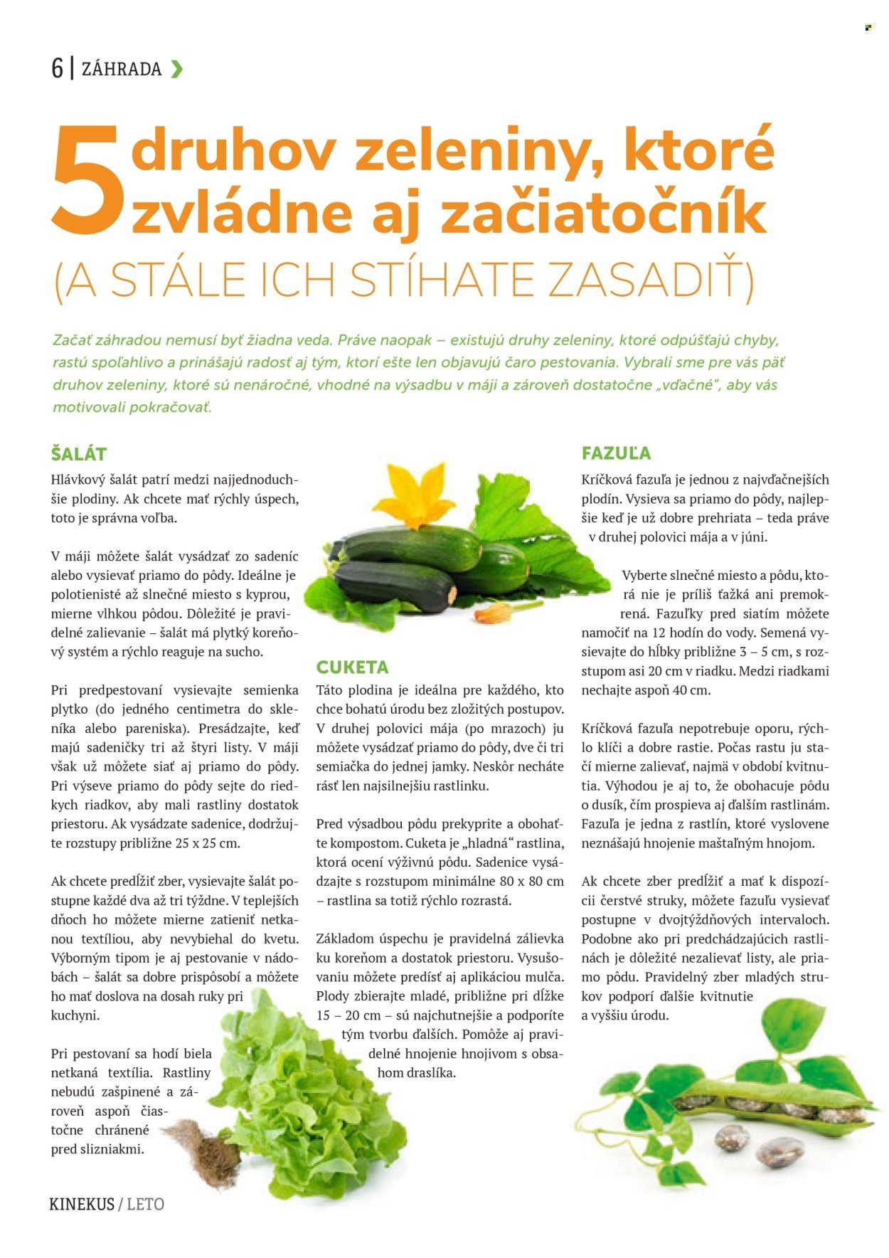 KINEKUS leták - K-Magazín Leto 2026