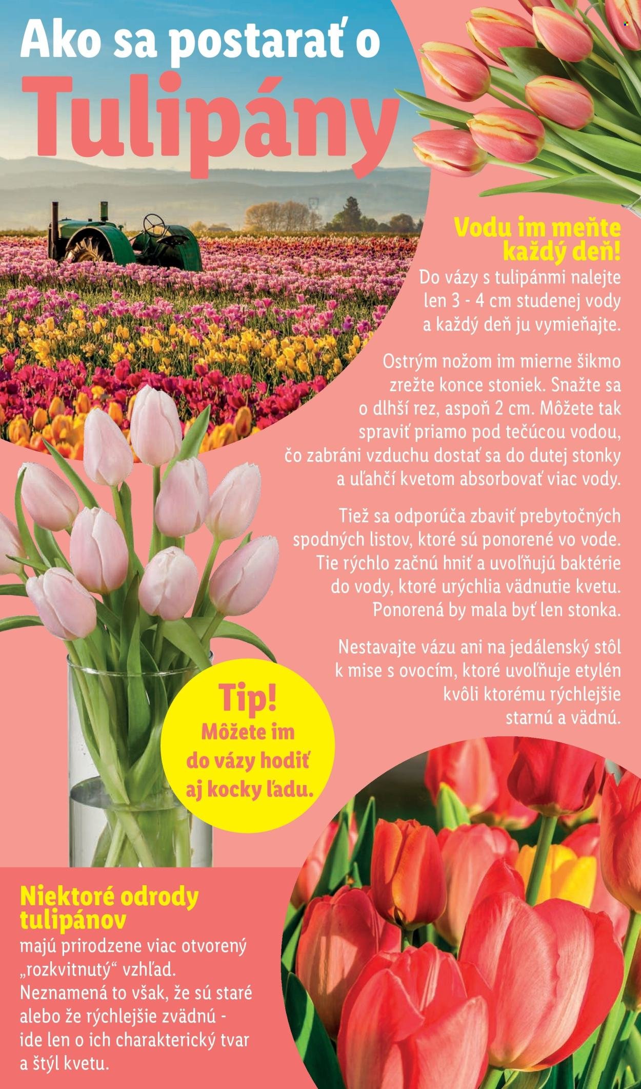 LIDL leták - Od pondelka 16.2.2026 (2026-02-16 - 2026-02-22) | 36