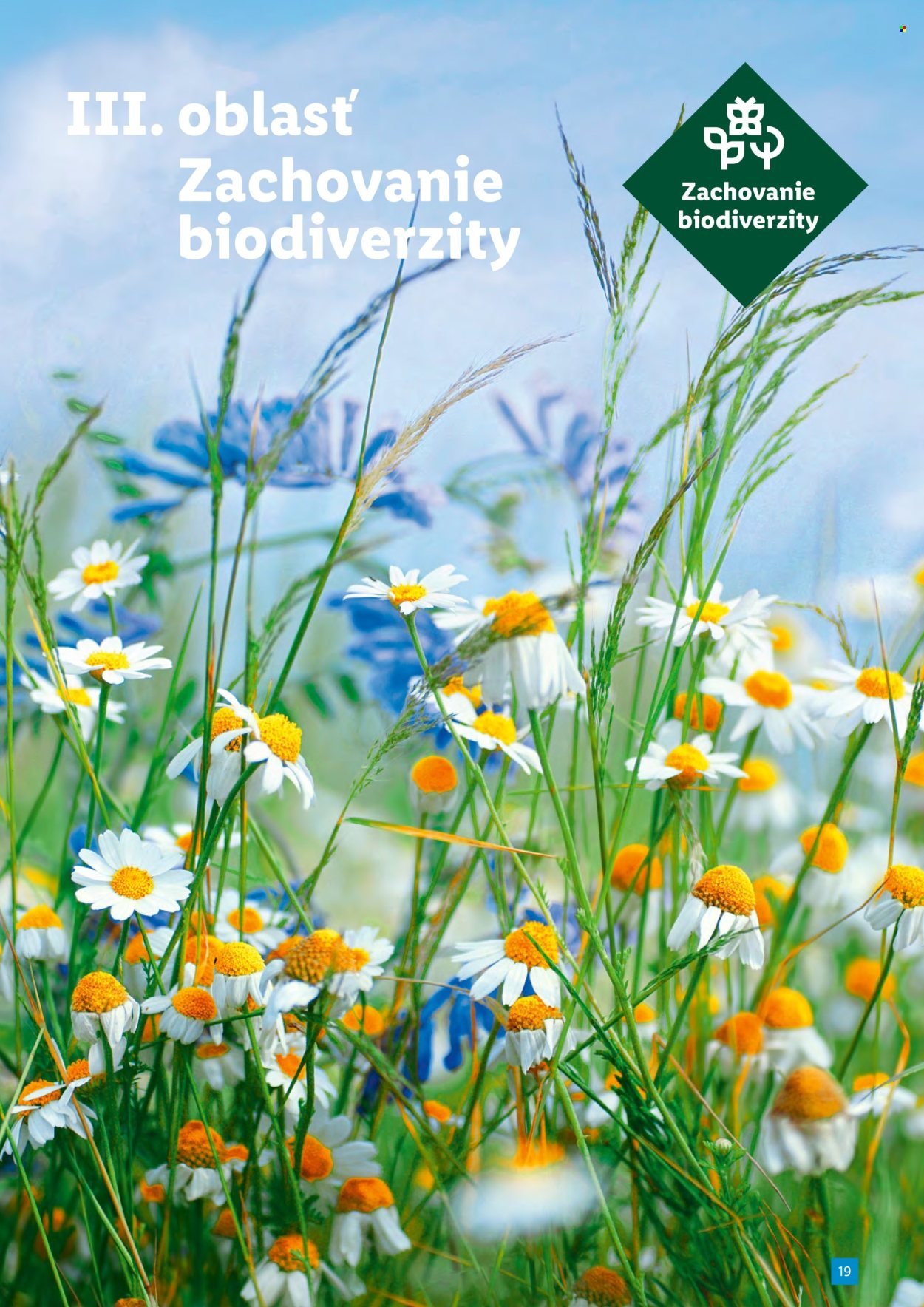 LIDL leták - decembri 2025 (2025-12-06) | 19