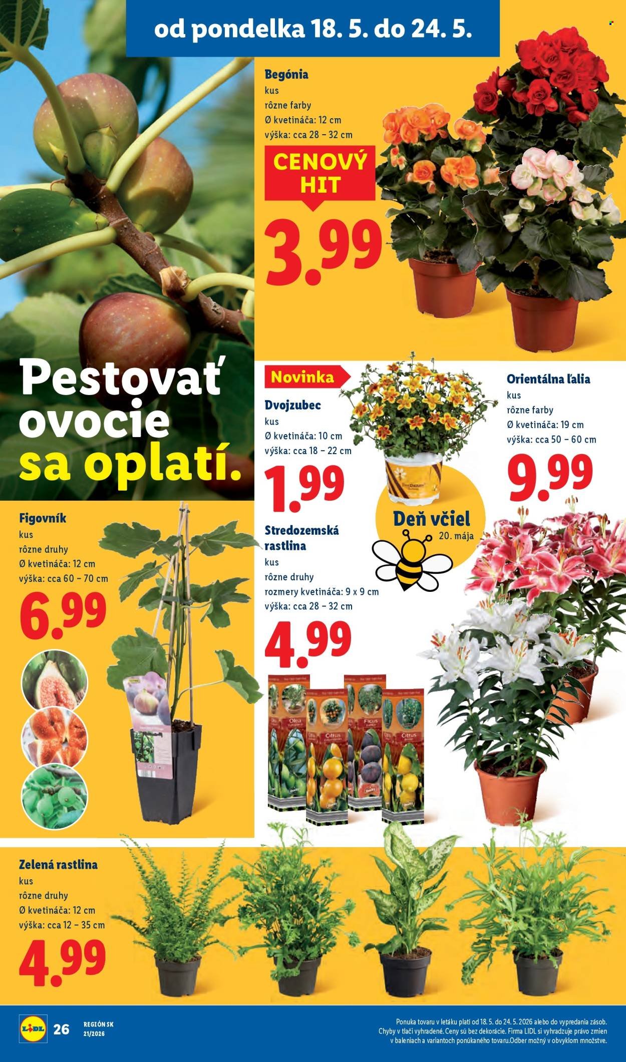 LIDL leták - Od pondelka 18.5.2026 (2026-05-18 - 2026-05-24) | 32