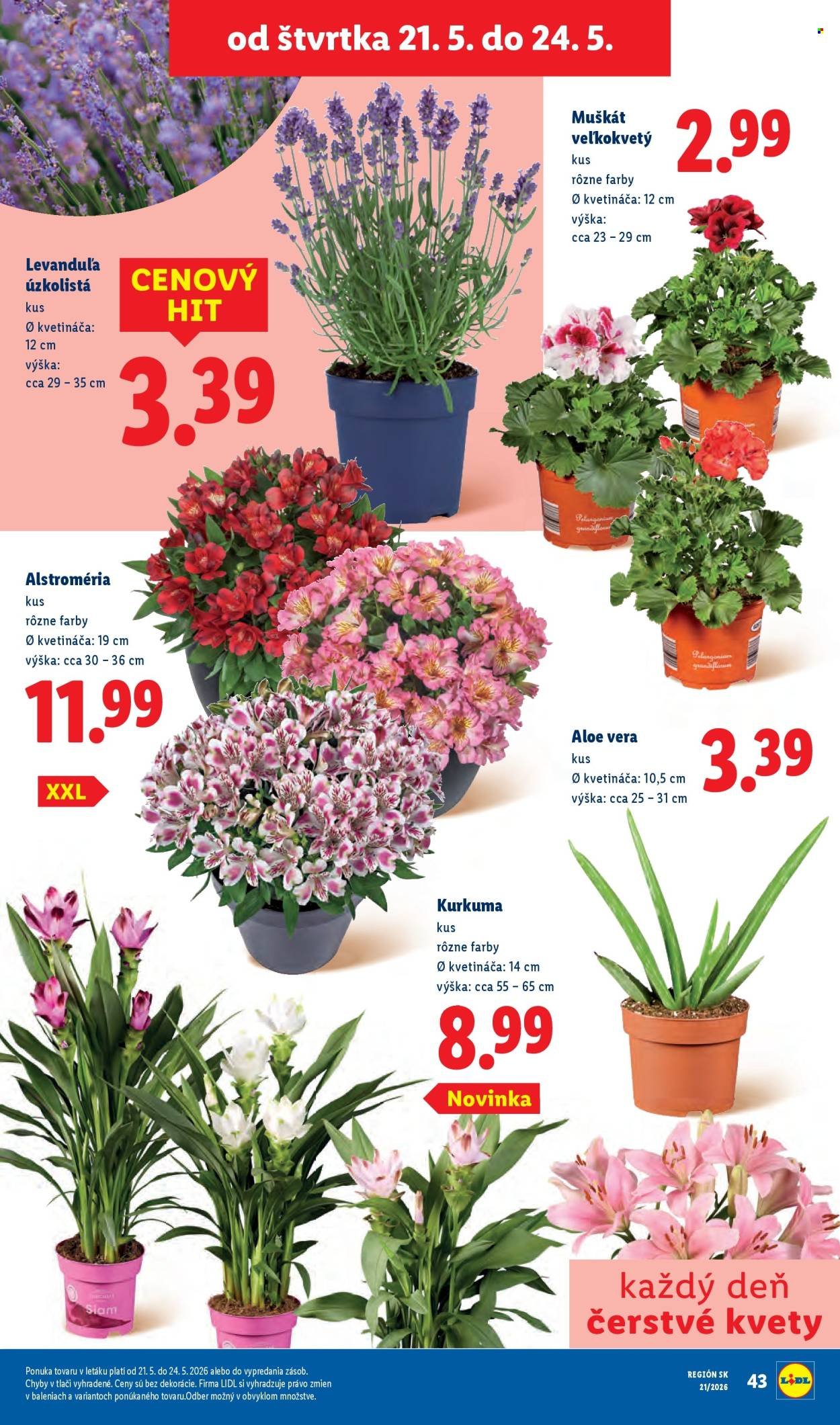 LIDL leták - Od pondelka 18.5.2026 (2026-05-18 - 2026-05-24) | 78