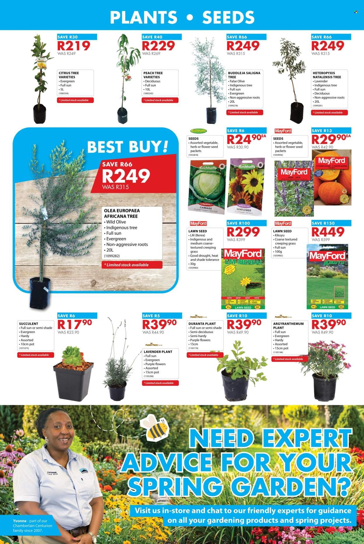 CHAMBERLAIN specials - From Thursday 13 Aug 2026
